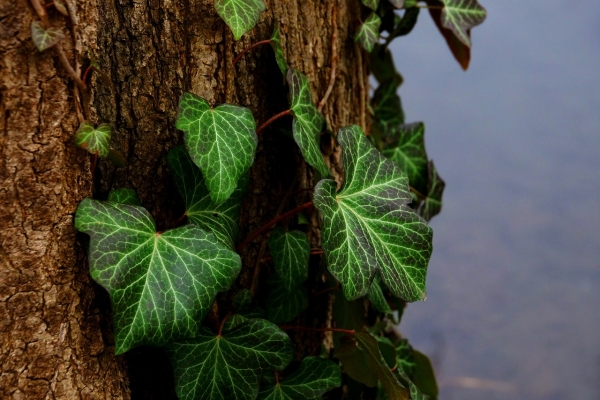 Lierre sur arbre 1