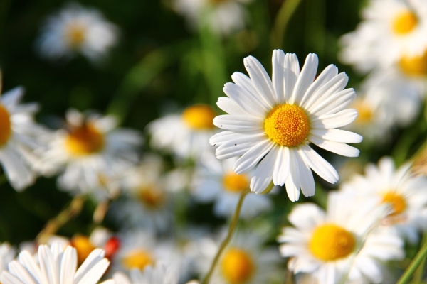 Fleurs blanches pour jardin