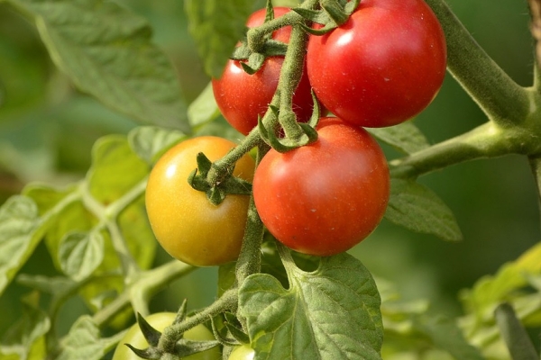 Tomates