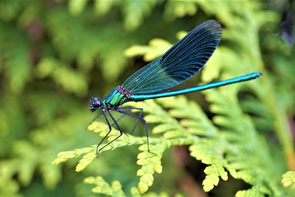 Demoiselle dans haie