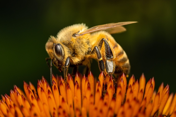 Abeille fleur 1