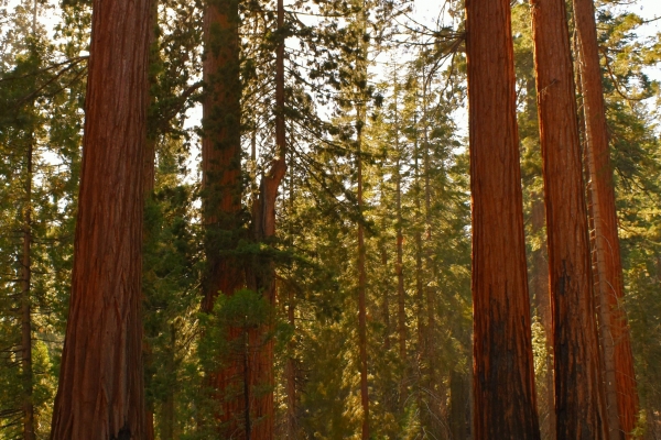Forêt de sequoias