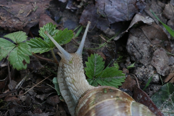 Escargot