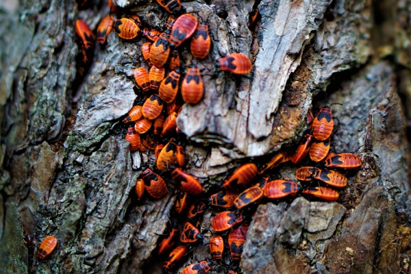 Insectes sur écorce