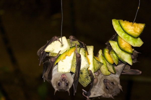 Chauves-souris 1