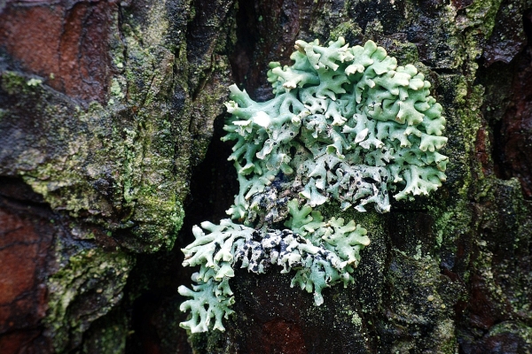 Lichen3