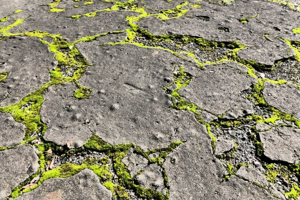 Mousse sur béton