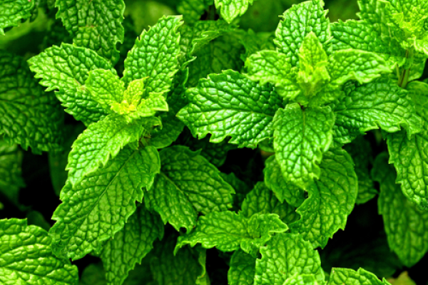 Menthe poivrée