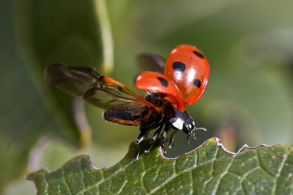 Coccinelle 3