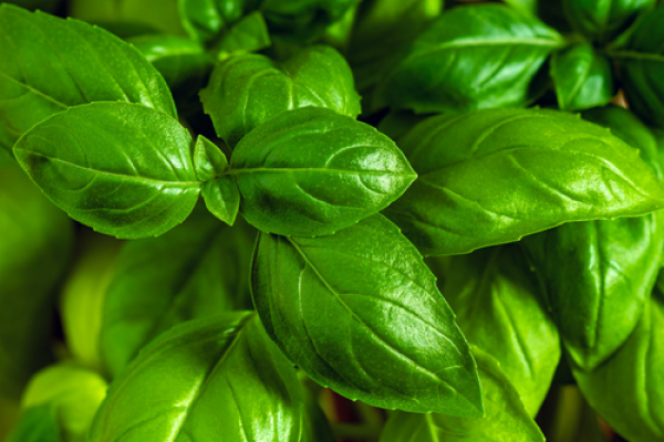 Basilic