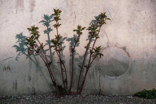 Ville de béton plante sèche