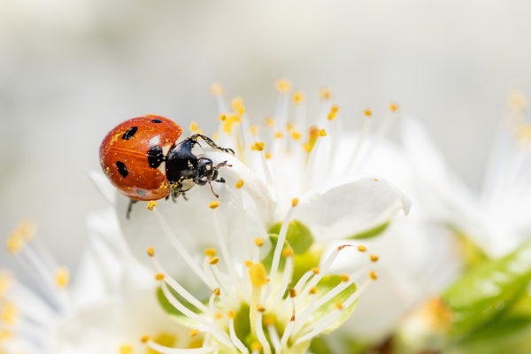 Coccinelle 2