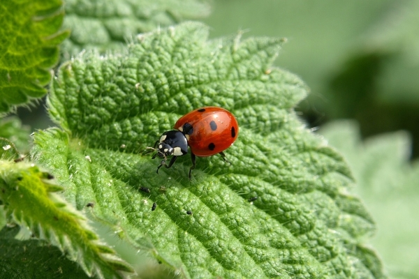 Coccinelle 1