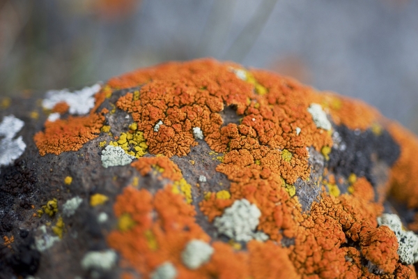 Lichen1