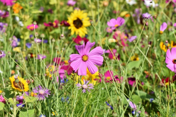 Prairie méllifère 1