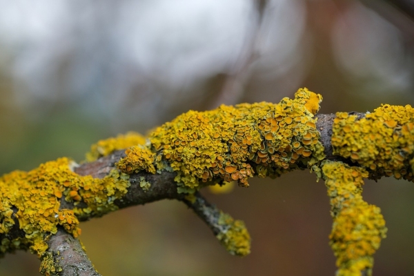 Lichen2