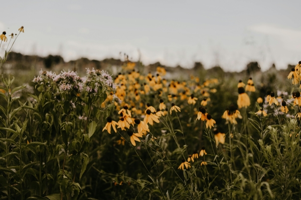 Prairie méllifère 3