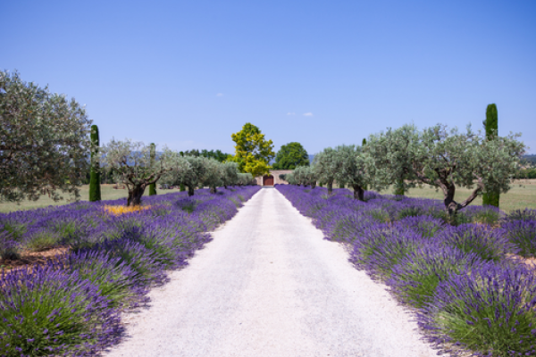 Lavande jardin