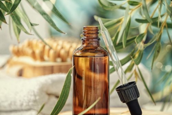Eucalyptus citronné