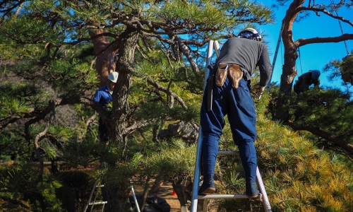 Entretien arbre