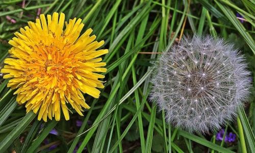 Les mauvaises herbes