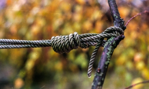 Le haubanage des arbres