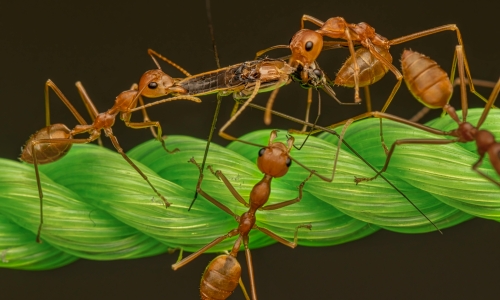 Les fourmis