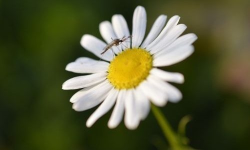 6 Astuces anti-moustiques : Solutions efficaces pour un été tranquille