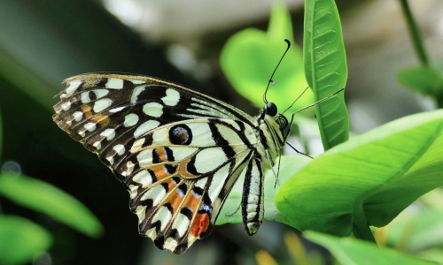 Les papillons