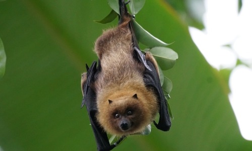 Les chauves-souris