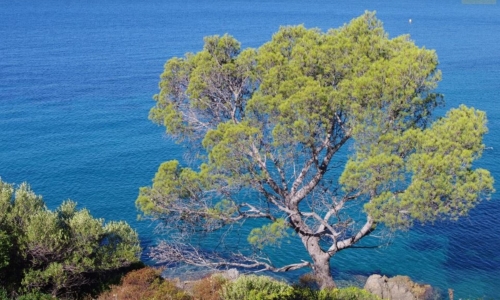 Alpes-maritimes