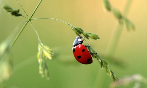 Les coccinelles