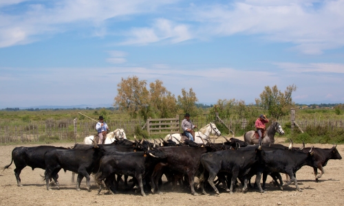 GALLICIAN