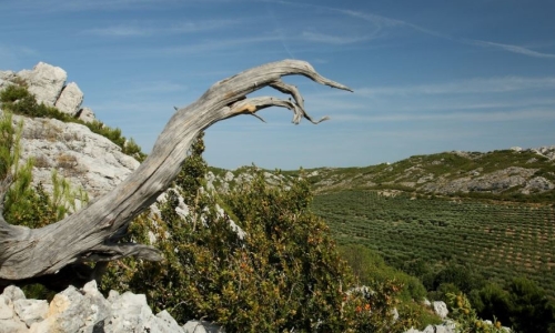MARIGNANE