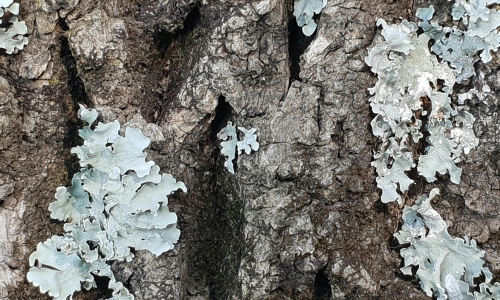 Le lichen