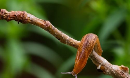 Limaces au jardin : solutions naturelles pour protéger le potager