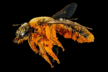 Pollen, Abeille vol insecte
