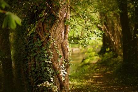 Tronc arbre forêt lierre nature