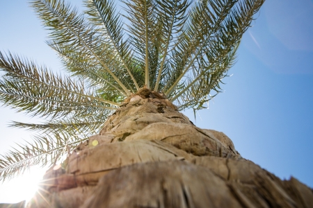 Palmier Landes plante