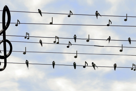 Nature oiseaux chant musique