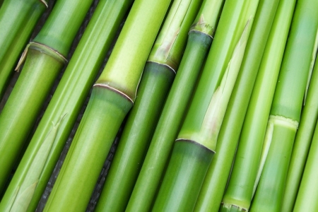 Bambous verts coupés