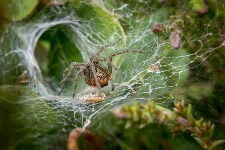 Toile araignée jardin culture