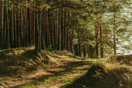 Forêt chemin promenade balade nature