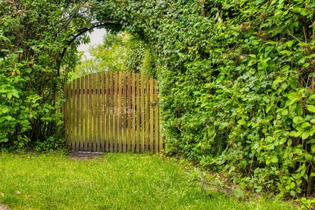 Haie jardin nature végétal