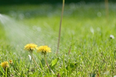 Les mauvaises herbes