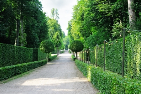 Taille des haies et arbustes