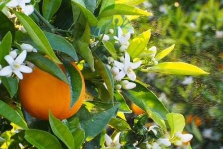 Limaces au jardin : solutions naturelles pour protéger le potager