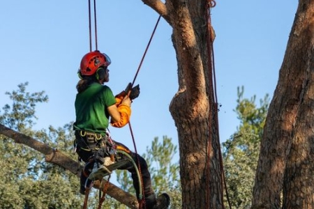 Entretien arbre