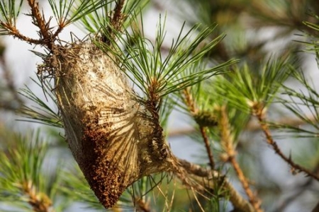 Les chenilles processionnaires