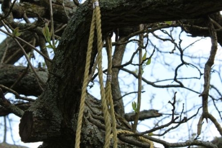 Le haubanage des arbres